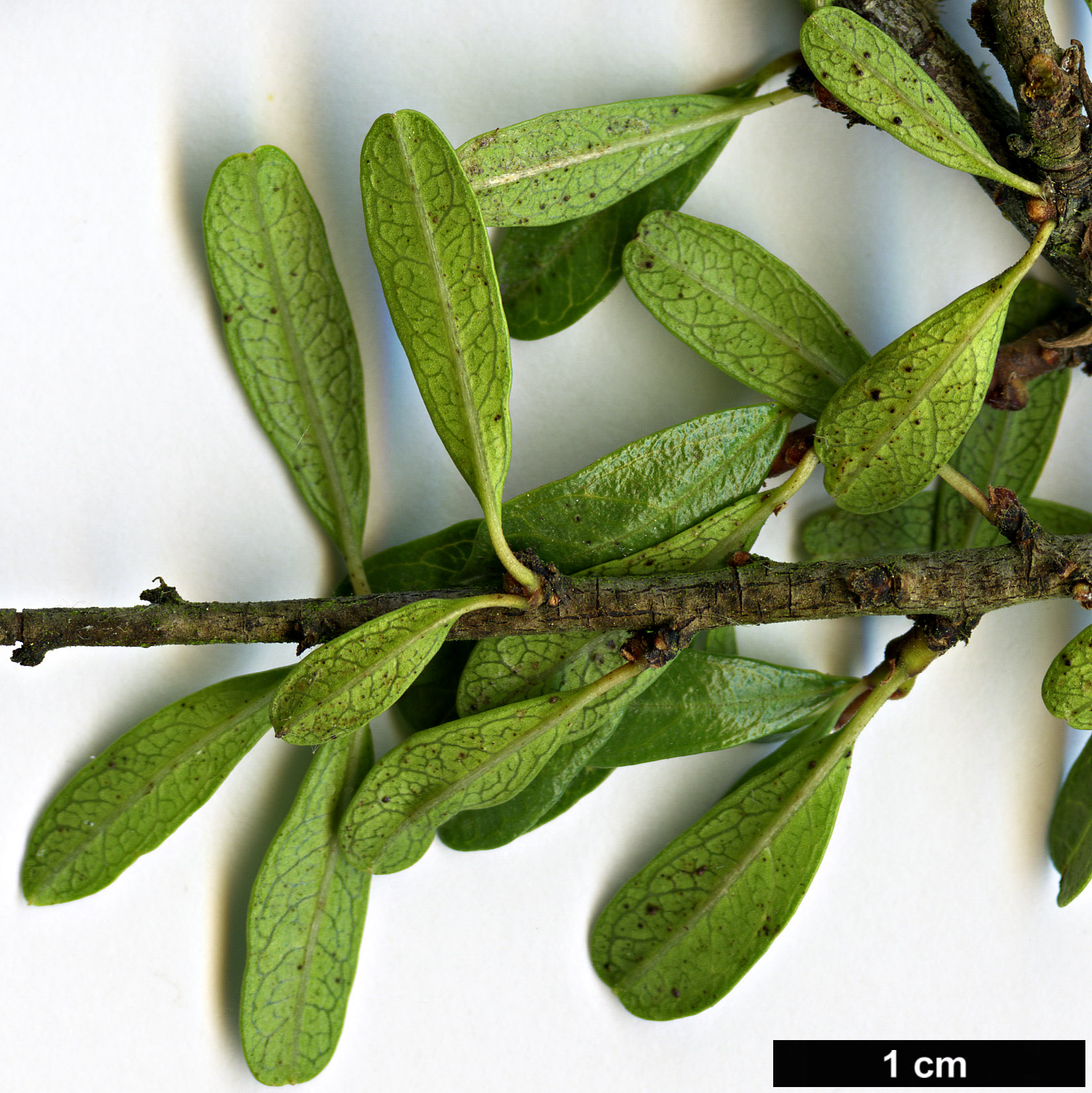 High resolution image: Family: Rhamnaceae - Genus: Rhamnus - Taxon: lycioides - SpeciesSub: subsp. graeca
